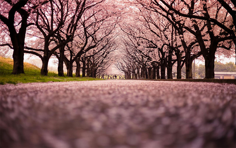 جشنواره شکوفه گیلاس