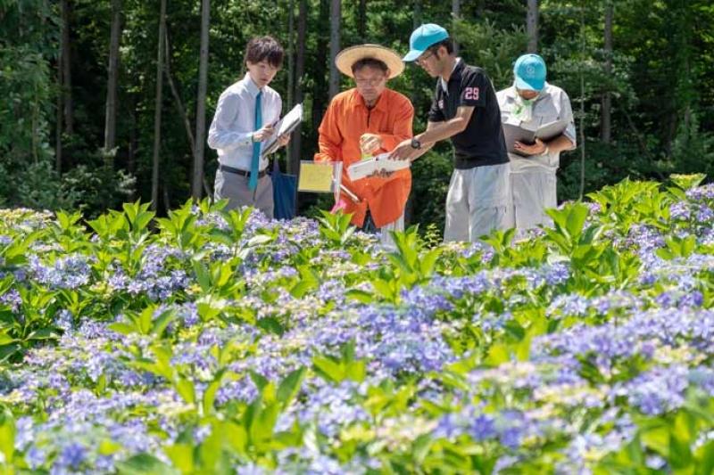 گل های ادریس در ژاپن