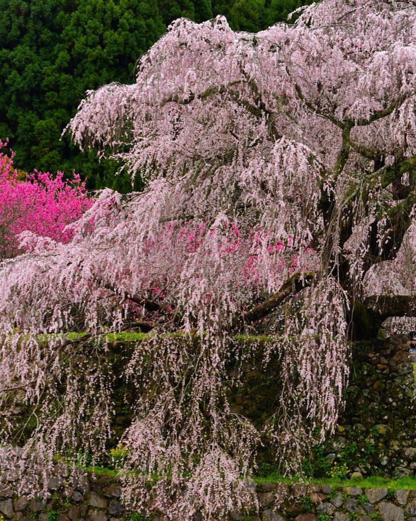 درخت ساکورا ژاپن