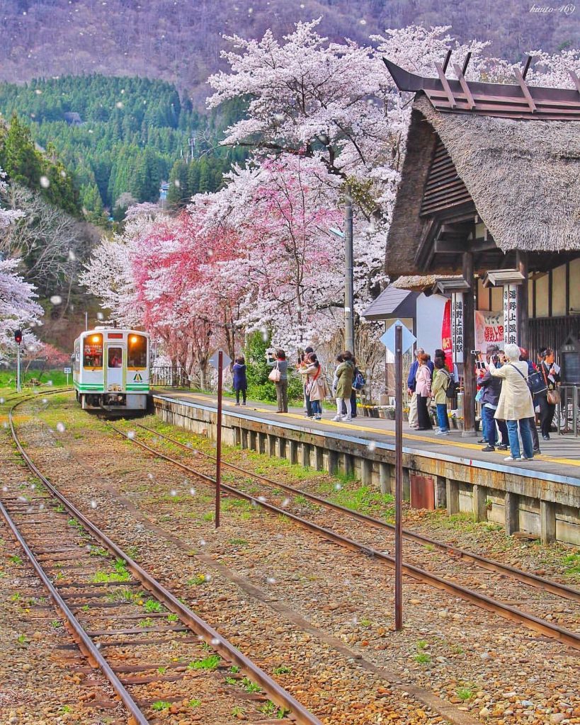 عکس بهار ژاپن