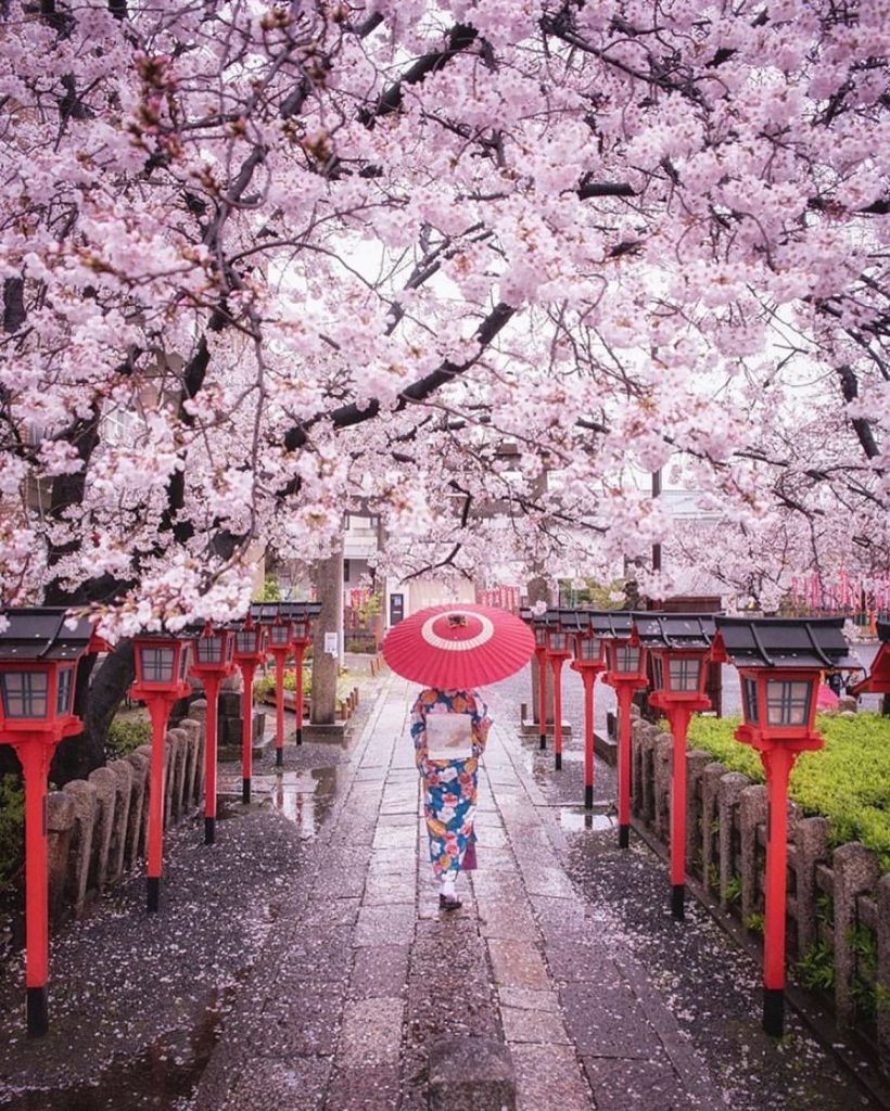 عکس بهار ژاپن